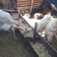 بز سانن ..|حیوانات مزرعه|بروجن, |دیوار