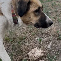 واگذاری سگ نگهبان میکس سراب و بومی