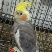 سه عدد عروس معاوضه با قناری