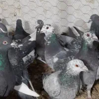 آلمانی کفتر بوم رنجر کفتر جنگی