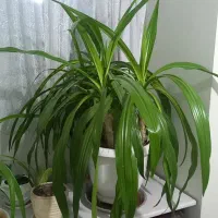 گل پاندوراس