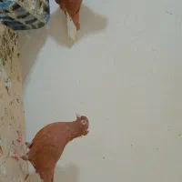 کبوتر رنگی و سار نر و ماده|پرنده|چناران, |دیوار