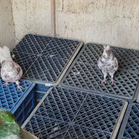 سبد شیری و ماستی|ظروف نگهدارنده، پلاستیکی، یکبارمصرف|ورامین, ورامین|دیوار