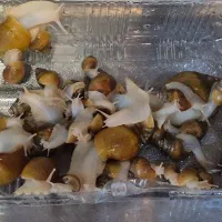 حلزون آلبینو، آچاتینا، پرورشی، درمانی