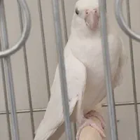 عروس آلبینو ماده