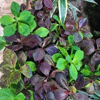 گل فردوس|گل و گیاه طبیعی|بیرجند, |دیوار