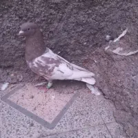 کله قهوه ای نر