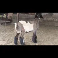 بره ماده بختیار