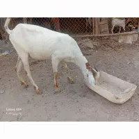 دو عددبز برای فروش