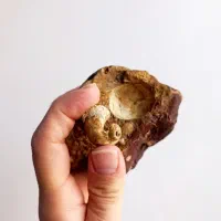 فسیل قدیمی به همراه سنگ میزبان|کلکسیون اشیاء عتیقه|تهران, حشمتیه|دیوار