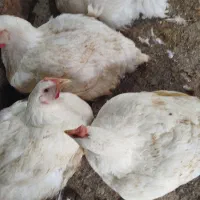 فروش مرغ زنده کیلو ۳۷۵