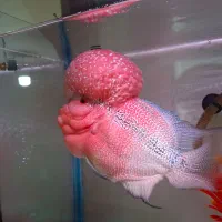 فلاورهورن شرت بادی کلکسیونی