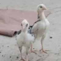 یک مرغ لهستانی و یک مرغ سلطان تخم گذار و دو جوجه