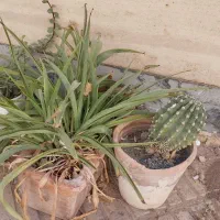 گل فقط ۷۰ تومان|گل و گیاه طبیعی|سبزوار, فیاض|دیوار