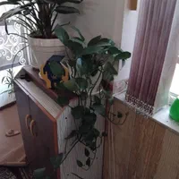 گل وگیاه آپارتمانی