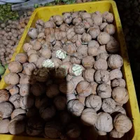 نهال گردوی محلی درجه یک|خدمات باغبانی و درختکاری|مراغه, |دیوار