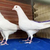 ده جفت کفتر آس|پرنده|تهران, نیروی هوایی (پیروزی)|دیوار