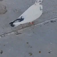 ۲عدد کبوتر|پرنده|قرچک, میرزائی جنوبی|دیوار