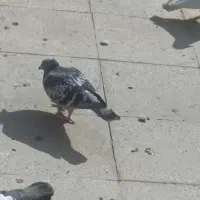 کفتر جفتگاه پرشی