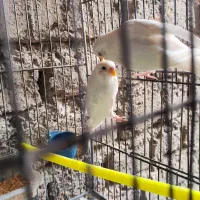 مرغ عشق البینو|پرنده|فردوس (خراسان), |دیوار