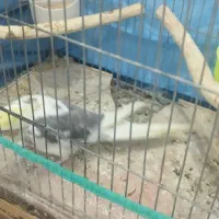 فروش عروس هلندی سخن گو|پرنده|بندر ماهشهر, |دیوار