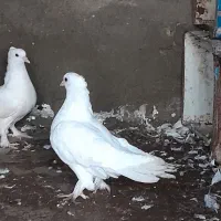 کبوتر سفید بوشهری