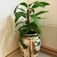 درخت و گلدان