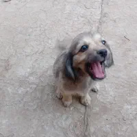 توله سگ شیتزو