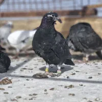 جوجه بزک سینه سفید