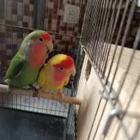 جفت کوتوله برزیلی مولد|پرنده|شیراز, دشت چنار|دیوار