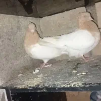 کفتر کله زرد