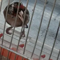 سهره نرمعاوضهه