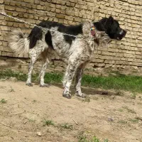 سگ قهدریجانی آلابای سرابی سگ گله