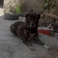 نژاد افغان|سگ|شاهرود, |دیوار