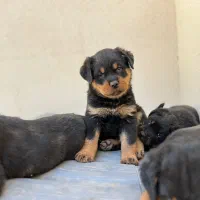 فروش توله روتوایلر ورک لاین بسیار اصیل ماده