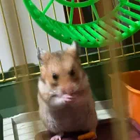 همستر ماده یکو نیم ماهه