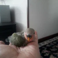جوجه  کوتوله برزیلی