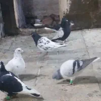 سرخ دمسفید وکله سرخ صید نر|پرنده|زاوه, |دیوار