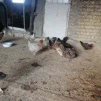 مرغ تخمگذار.|حیوانات مزرعه|شیراز, میانرود|دیوار