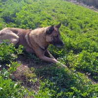 سگ گرگی نره|سگ|میناب, |دیوار