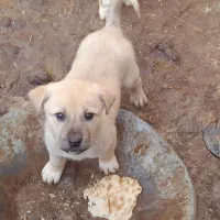 واگذاری چهارعدد توله سگ ماده|سگ|عجب شیر, |دیوار