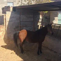 اسب عرب|اسب و تجهیزات اسب‌سواری|سبزوار, کهنه آب|دیوار