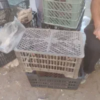 سبد موزی