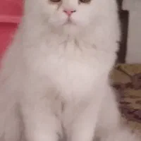 گربه ماده پرشین فحل آماده جفت گیری