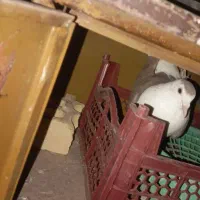 کبوتر|پرنده|سراوان, |دیوار