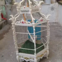 قفس سلطنطی پرنده