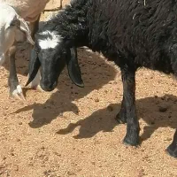 بره ریز