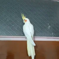 عروس هلندی لوتیبنو|پرنده|چهاردانگه (تهران), |دیوار