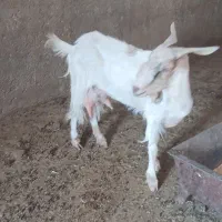 بز شیر و بره کوچک