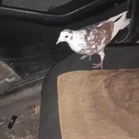 کفتر پلاکی چاپی|پرنده|شیراز, سلطان آباد|دیوار